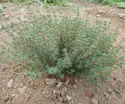 They are the family lamiaceae and native to europe, north africa and asia. Thyme German Winter Thymus Vulgaris Packet Of 100 Seeds Organic Strictly Medicinal Seeds