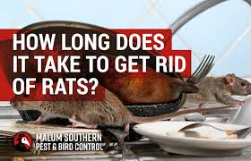The centers for disease control indicate that rats can spread dozens of diseases around the globe. How Long Does It Take To Get Rid Of Rats Malum Rat Control Blog