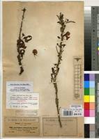 Image result for Ormocarpum kirkii