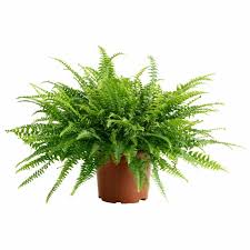1001 Idees Pour Votre Plante Pour Salle De Bain Ambiances Spa Et Zen Plantes De Decor De Maison Jardiniere Interieur Plante Exterieur
