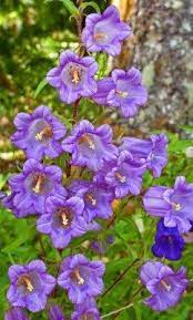 This Vertical Image Is Light Purple Canterbury Bell Flowers Campanula Flower Art Flowers Purple Flowers