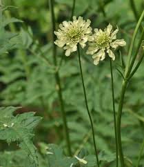 Image result for Cephalaria pungens