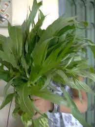 Some unwanted bacteria could be present in kombucha. Does The Kulekhara Hygrophila Plant Actually Work In Increasing Haemoglobin Quora