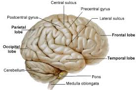 Human nervous system, system that conducts stimuli from sensory receptors to the brain and spinal cord and conducts impulses back to other body as with other higher vertebrates, the human nervous system has two main parts: Anatomy And Physiology Of Central Nervous System Tutorial