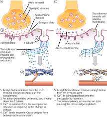 Used as between meal snacks. 6 4 Muscle Contraction Medicine Libretexts