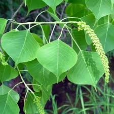 Image result for Sapium