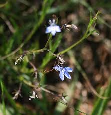 Image result for Lobelia flaccida