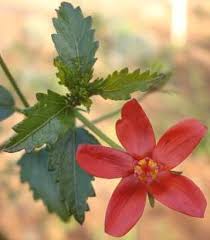 Image result for Hibiscus dongolensis