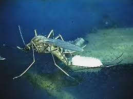 All mosquitoes begin life as larvae hatched from eggs laid either on the surface of or near a body of water. Can Mosquitoes Lay Eggs In Running Water Quora