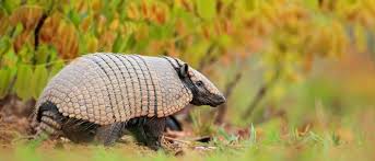 Nine-Banded Armadillo: Protected From Nose To Tail - Georgia Wildlife  Federation
