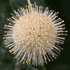 Image result for Cephalanthus