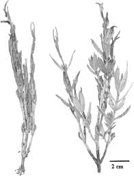 Image result for Myrothamnaceae