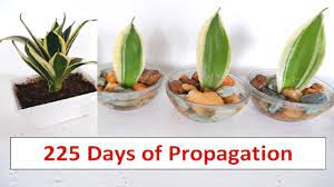 Sansevieria Trifasciata Propagation In Small Bowl Of Water Golden Hahni Snake Plant Propagation Sansevieria Trifasciata Sansevieria Plant
