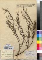 Image result for Periploca linearifolia