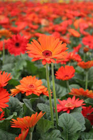 Gerbera Daisies In The Greenhouse Gerberadaisies Greenhousegrowings Garden Flower Beds Gerber Daisies Planting Flowers