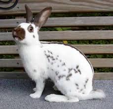 Black And White Spotted Rabbit Breeds English Spot Rabbit Rabbit Breeds English Spot Rabbit Pet Rabbit