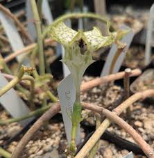 Image result for Ceropegia achtenii