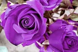 Bagi anda yang memang menjadi pecinta bunga pastinya wajib sekali. Bunga Warna Purple Ungu Violet Purple Rose 1024x683 Download Hd Wallpaper Wallpapertip