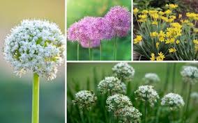 The generic name allium is the latin word for garlic, and the type species for the genus is allium sativum which means cultivated garlic. Different Types Of Alliums Photos Plus Growing Tips Garden Lovers Club