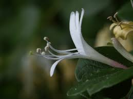 What does honeysuckle look like? What Plant Smells Like Fresh Laundry Walter Reeves The Georgia Gardener
