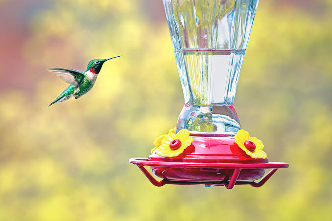4 Ways to Help Birds Fuel Up Before Fall Migration