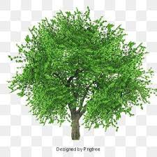 100+ vectors, stock photos & psd files. Lush Tree Tree Clipart Maunsell Trees Png Transparent Clipart Image And Psd File For Free Download Tree Photoshop Tree Clipart Watercolor Trees