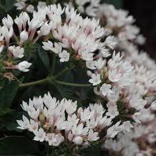 Image result for Pentas longiflora