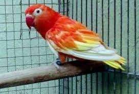 Image Result For Jenis Love Bird Dan Gambarnya Love Birds Beautiful Birds African Lovebirds