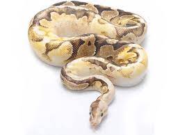Atomic Fire Sugar Morph List World Of Ball Pythons Ball Python Ball Python Morphs Pet Snake