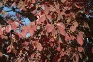 Image result for Pseudolachnostylis maprouneifolia