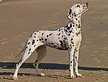 Dalmatian Dog Wikipedia