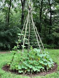 It is a simple project and is pretty economical too. 24 Easy Diy Garden Trellis Ideas Plant Structures A Piece Of Rainbow