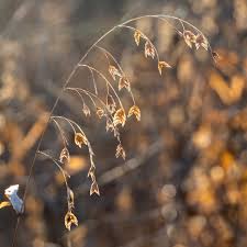 Image result for Chassalia parvifolia