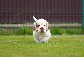 The teeth meet in a. Clumber Spaniel Breed Info Pictures Personality Facts Traits Doggie Designer