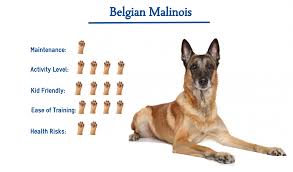 The belgian sheepdog, belgian tervuren, and belgian malinois began as three local variations of one breed, which was known as the belgian shepherd or continental shepherd. Belgian Malinois Everything You Need To Know At A Glance