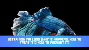 So i started it again and it got better but in the middle of the dose (still on it) he got fin rot again! Betta Fish Fin Loss Causes Treatments Prevention Betta Care Fish Guide
