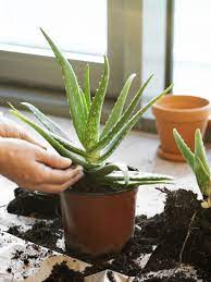 Because aloe vera plants are succulents, the type of soil you choose can really make or break your success. How To Grow Aloe Plants What Kind Of Soil Do Aloe Plants Need