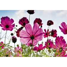 Di tutta la confusione hai chiamato per nome la mia parte migliore e sono pura passione, un'ora di sole cose meravigliose e sono un fiore di campo e tu sei un fiore di campo e. Fiori Di Campo Pintdecor Graphicollection Quadri Stampe Panelli Per Arredamento