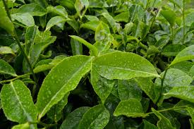Image result for Camellia sinensis