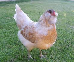 Easter Egger Ameraucana And Araucana What S The Difference Chicknsrock S Guide To Telling Them Ap My Pet Chicken Easter Egger Chicken Chickens Backyard