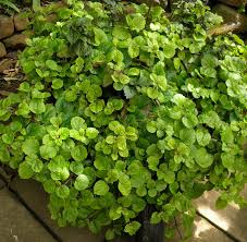 Image result for Plectranthus verticillatus