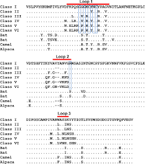 Wahan is the word which is called in hindi for there. The Human Coronavirus Hcov 229e S Protein Structure And Receptor Binding Elife