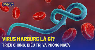Bài tuyên truyền phòng chống bệnh Mác Bớc (MargBurg)