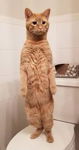 Babsy Buttner Adli Kullanicinin Cat Panosundaki Pin 2020 Tekir Kediler Kediler Ve Yavrulari Cute Kittens