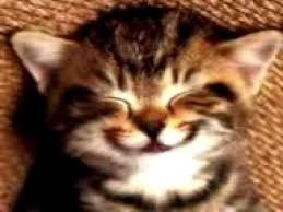 Funny Birthday Wishes In 2020 Happy Birthday Song Happy Cat Happy Birthday Video