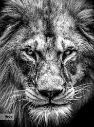 Black And White Angry Lion Face Wallpaper Pin By Maja Barska On Animals Black And White Lion Lion Lion Tattoo