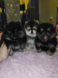 Check spelling or type a new query. Pomeranian Puppy Heaven