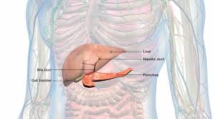 Image result for pancreas location