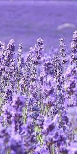 22 Trendy Purple Aesthetic Wallpaper Flower In 2020 Purple Flowers Wallpaper Beautiful Flowers Wallpapers Flower Iphone Wallpaper