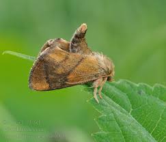 Image result for Apoda limacodes